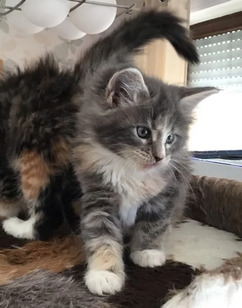 cucciola maine coon con pedigree anfi | Foto 0