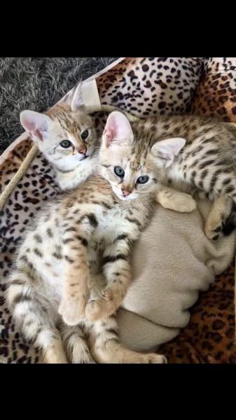 gattino di savannah cuccioli