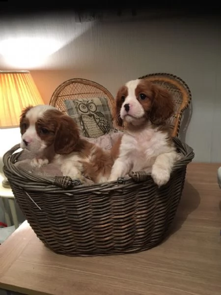 cuccioli di cavalier king