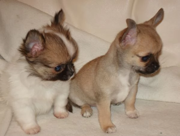 chihuahua maschi e femmine mini toy 60/90 giorni | Foto 0