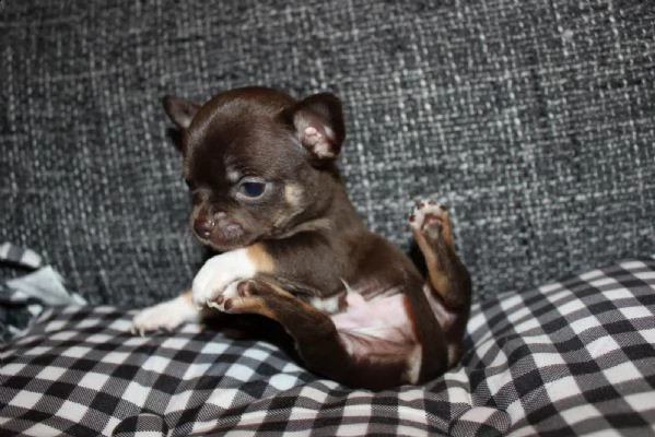 chihuahua maschi e femmine mini toy 60/90 giorni