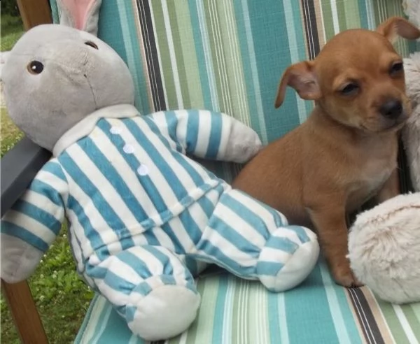 cuccioli di chihuahua