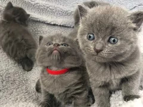 gattini blu russi maschili e femminili