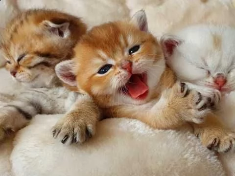 gattini persiani maschi e femmine