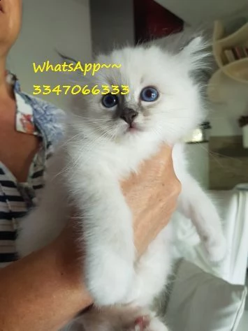 sacro di birmania di 75gg