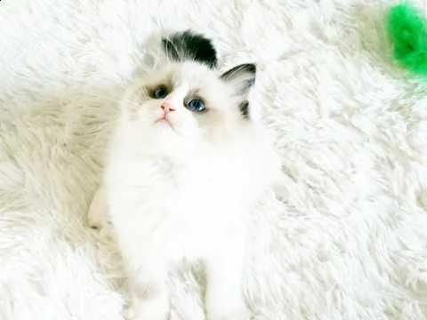 disponibili fantastici ragdoll