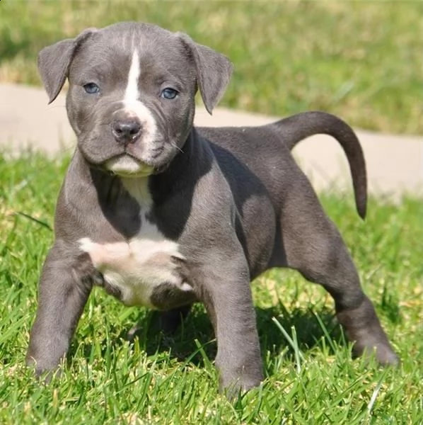   regalo adorabili cuccioli di americano pitbull femminucce e maschietti disponibili per l'adozione 