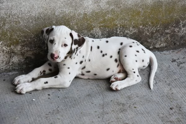 regalo adorabili cuccioli di dalmata femminucce e maschietti disponibili per l'adozione gratuita i c