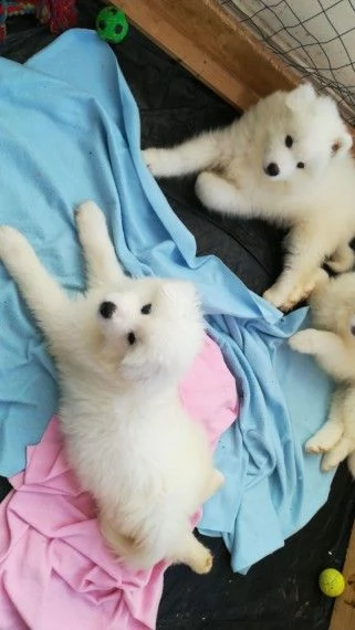 regalo adorabili cuccioli di samoiedo femminucce e maschietti disponibili per l'adozione gratuita i 