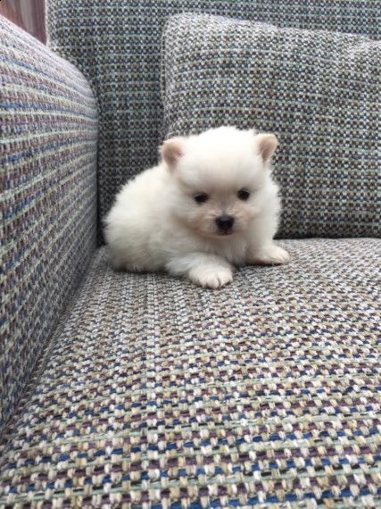  regalo volpino di pomerania italiano cuccioli  adorabili volpino di pomerania cuccioli femminucce e