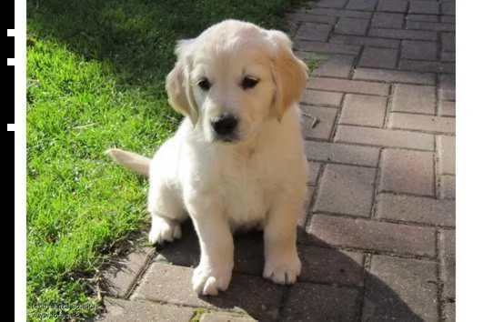 regalo labrador cuccioli disponibili  labrador cuccioli disponibili stiamo annunciando al pubblico c