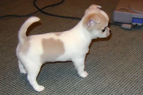 regalo chihuahua mini toy tutti miei nati in casa da genitori sempre di mia proprietà e tranquillame