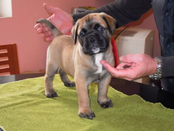 regalo bull mastiff maschio e femmina 3 mesi e mezzo, non sterilizzata , molto buona abituata a star
