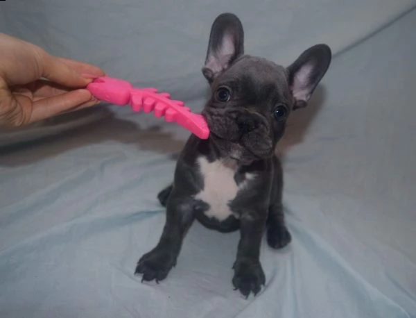  regalo bulldog francese cuccioli   adorabile cucciolo bulldog francese. sto cercando una nuova casa