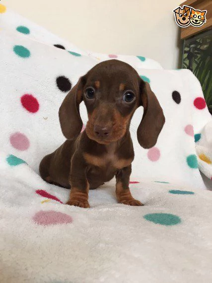 regalo adorabili cuccioli di  bassotto femminucce e maschietti disponibili per l'adozione gratuita i