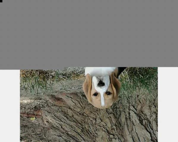 cuccioli beagle disponibili
