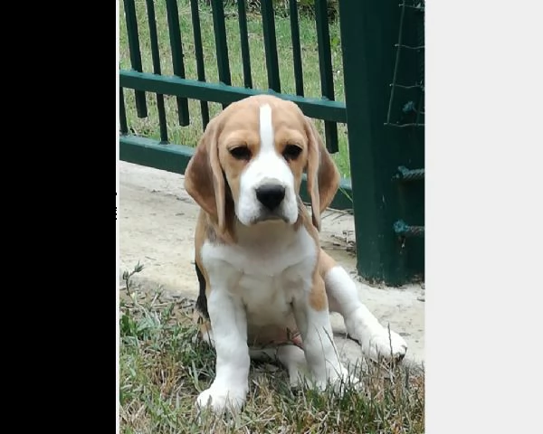 (beagle tricolore) | Foto 0