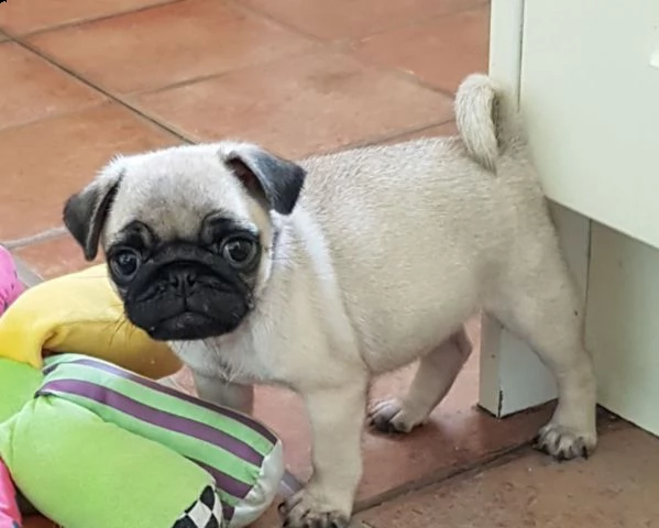 carlino cuccioli consegna a domicilio