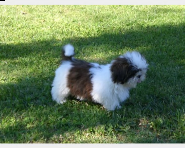 shih-tzu splendidi cuccioli con pedigrée