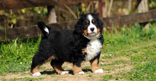 adorabili cuccioli di bulldog inglese