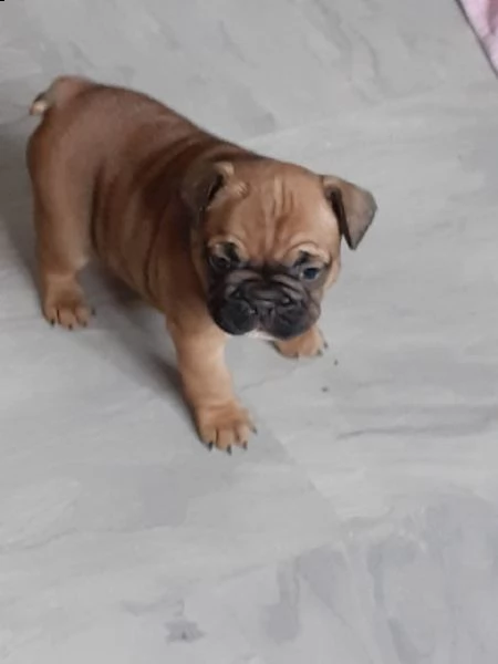 bulldog francese