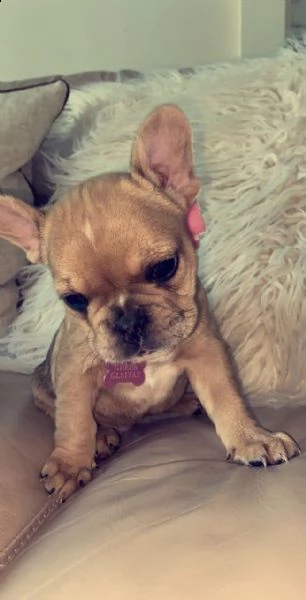 bulldog francese | Foto 0