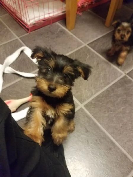 cuccioli yorkie 