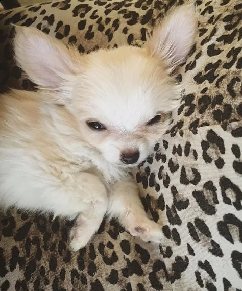 regalo cuccioli di chihuahua | Foto 0
