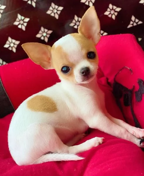 regalo cuccioli di chihuahua