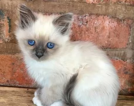 sacro di birmania | Foto 0