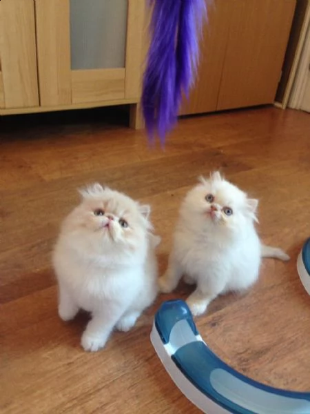 persiano gattini di razza | Foto 0