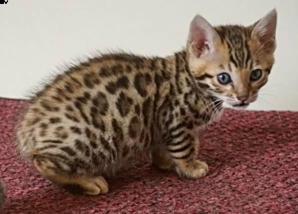 bengala maschio e femmina pedigree anfi | Foto 1