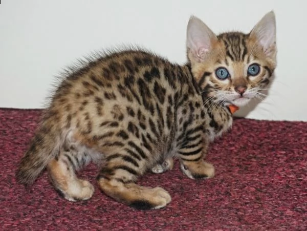 bengala maschio e femmina pedigree anfi