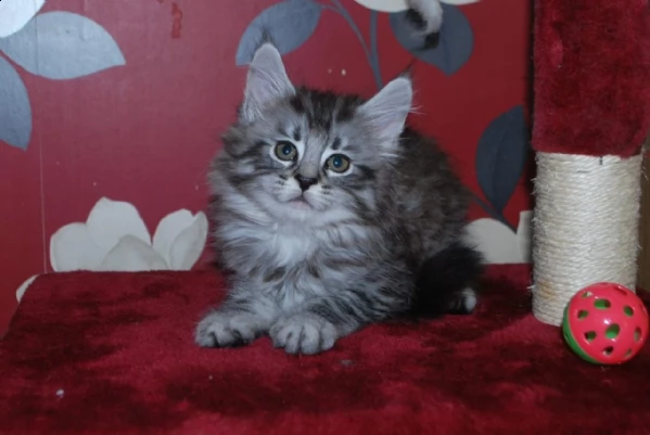 maine coon sani gattini di 3 mesi | Foto 0