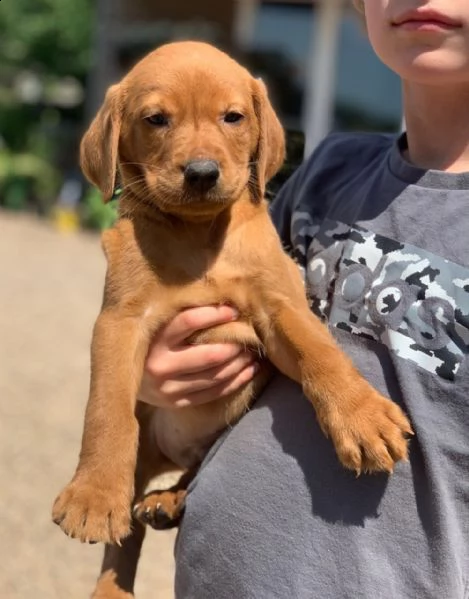 labrador retriever 60 giorno