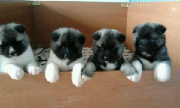 regalo cuccioli  di meticcio 