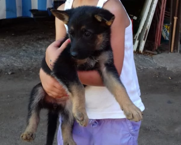 vendo cuccioli di pastore tedesco