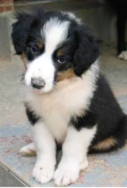 adorali cuccioli di english shepherd 