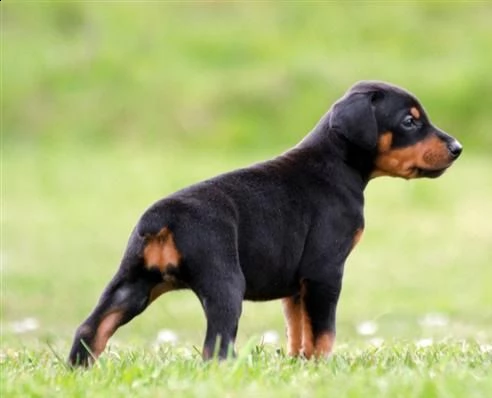 adorali cuccioli di pinscher doberman 