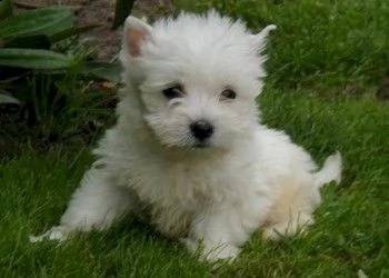 adorabili cuccioli di west highland femminucce e maschietti disponibili per l'adozione gratuita i cu | Foto 0