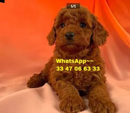 due cuccoli di 3 mesi barboncino toy | Foto 0