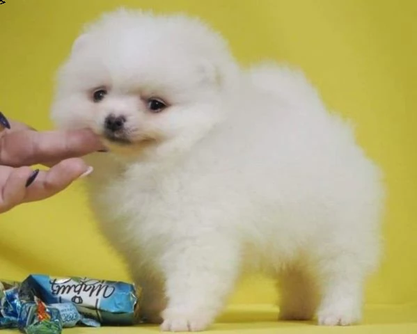 cuccioli pomerania 