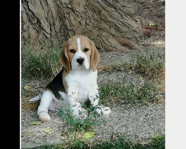 bellissimi cuccioli di beagle
