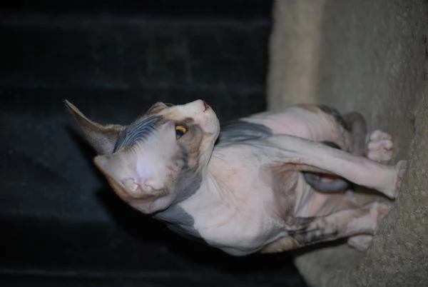  disponibili cuccioli di sphynx