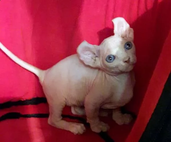  disponibili cuccioli di sphynx | Foto 2