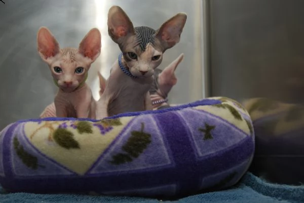  disponibili cuccioli di sphynx | Foto 1