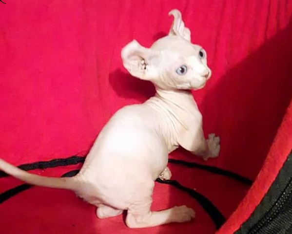  disponibili cuccioli di sphynx | Foto 0