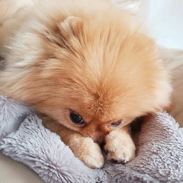 regalo  volpino pomerania mini toy | Foto 0