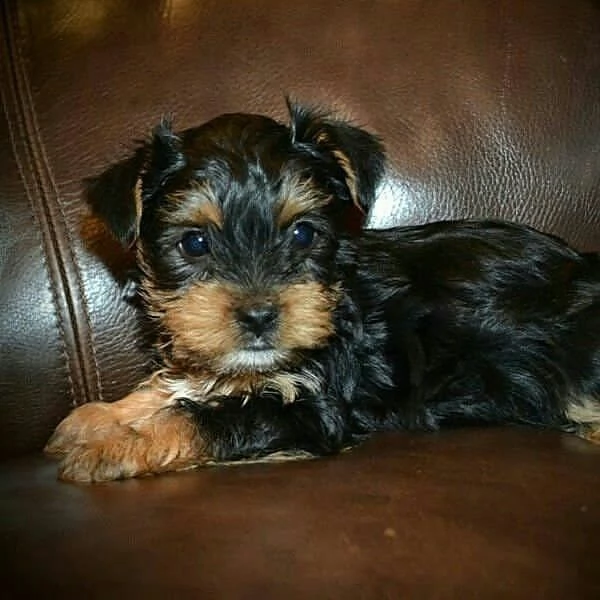 regalo yorkshire | Foto 0