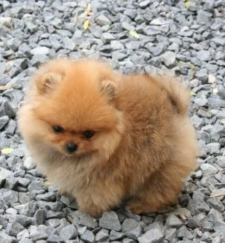 regalo  volpino pomerania mini toy  | Foto 0